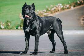 Cane Corso, dog with psi 720 bite force