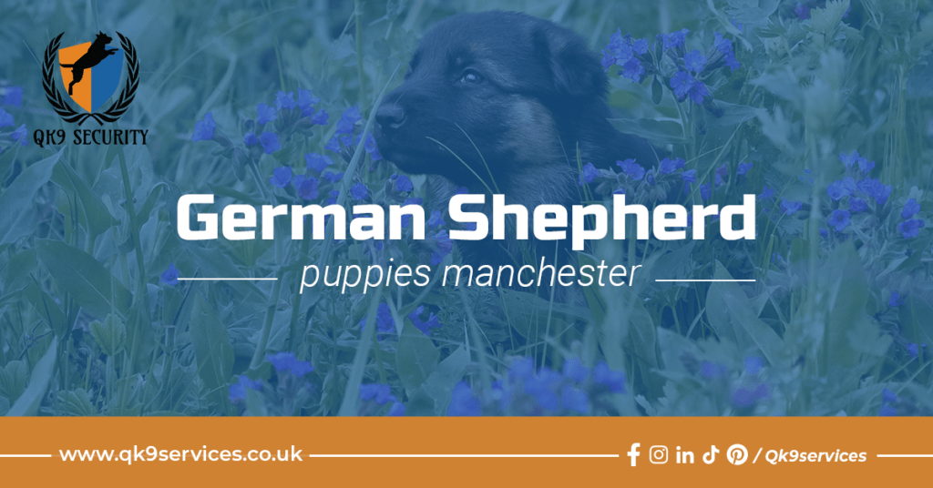 German Shepherd Puppies in Manchester UK