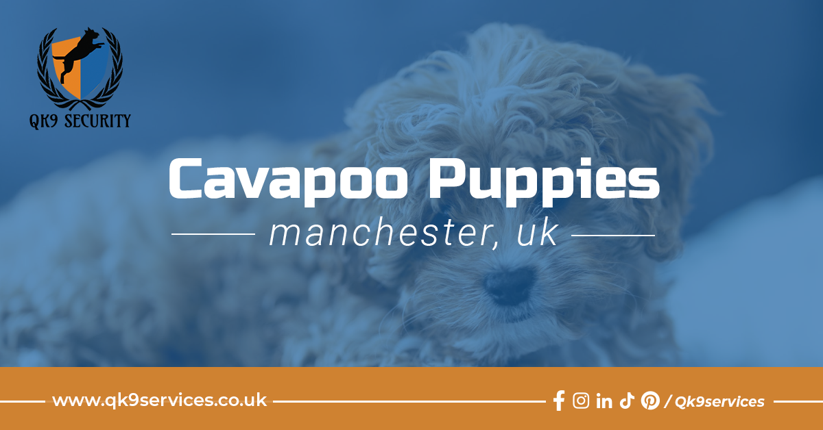 Cavapoo Puppies & Breeders Sale in London, UK