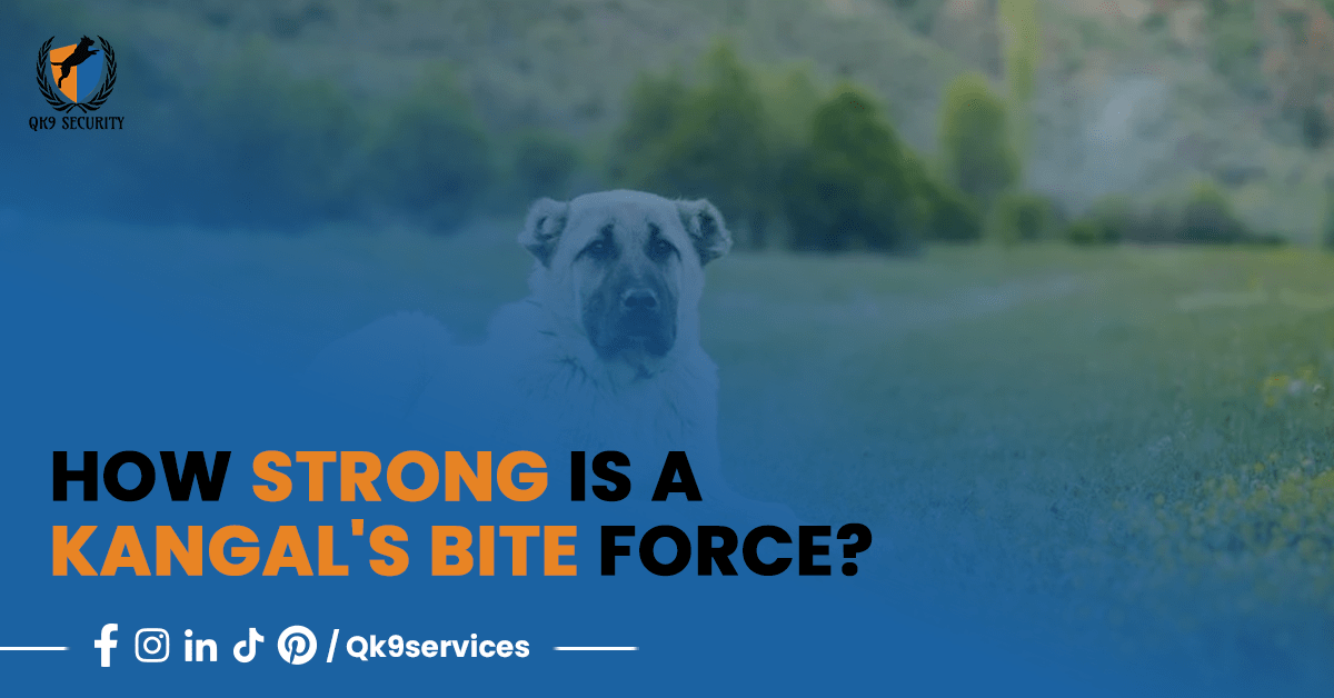 How Strong Is a Kangal’s Bite Force? (PSI Measure & Facts