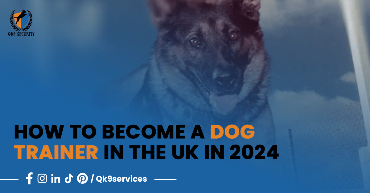 How to Become a Dog Trainer in the UK in 2024