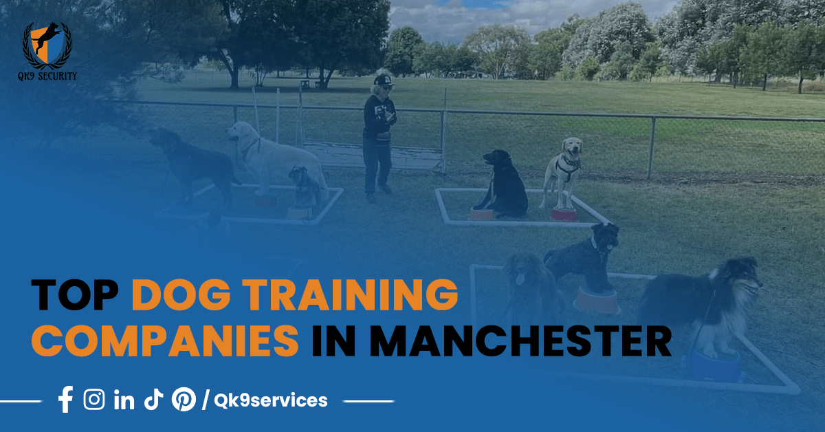 Top Dog Training Companies in Manchester