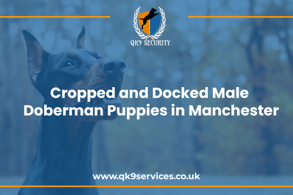 Cropped and Docked Male Doberman Puppies in Manchester