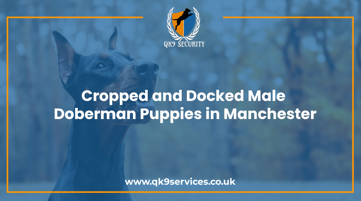 Cropped and Docked Male Doberman Puppies in Manchester
