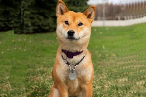 LIMA Dog