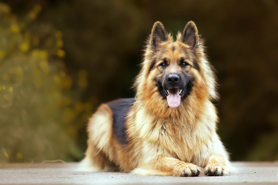 Police Dog Breeds