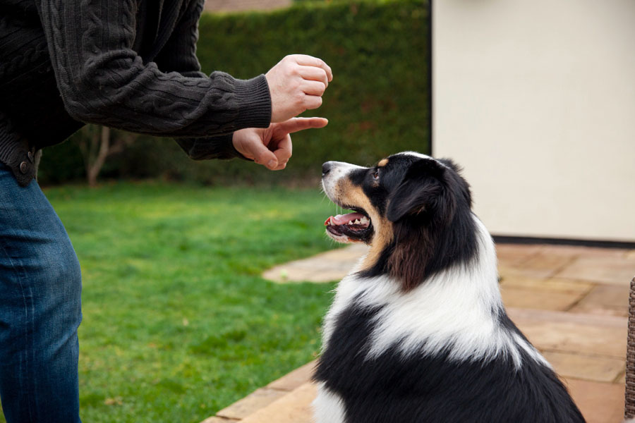Dog Training