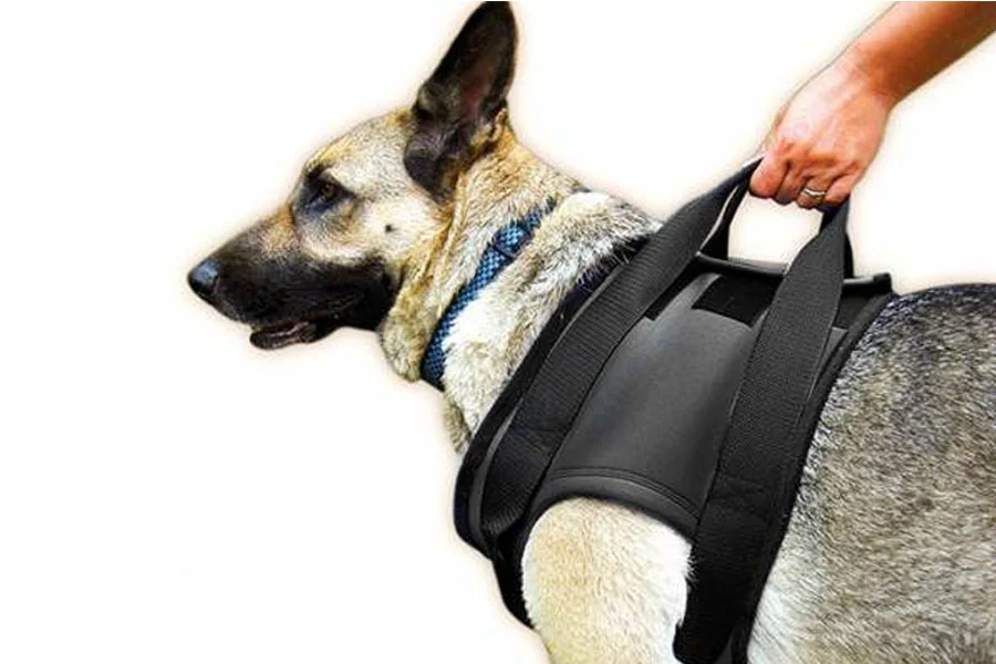 Brucella canis