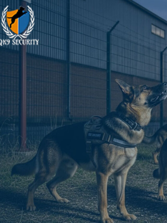 K9 Patrol Services UK – Professional Canine Security for Maximum Protection