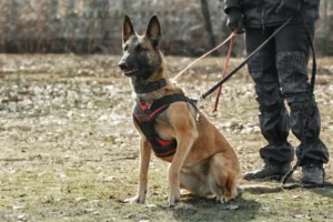 K9 Patrol Services UK