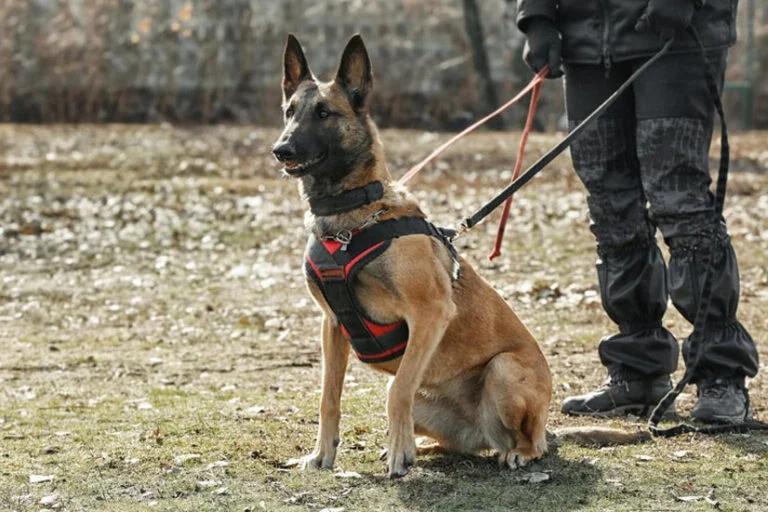 K9 Patrol Services UK
